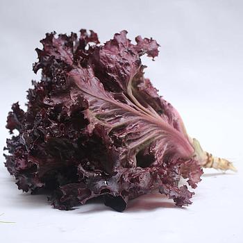 Lechuga morada